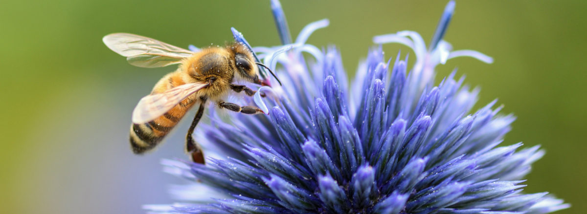 De Aziatische Hoornaar: Bedreiging voor de biodiversiteit in Flevoland