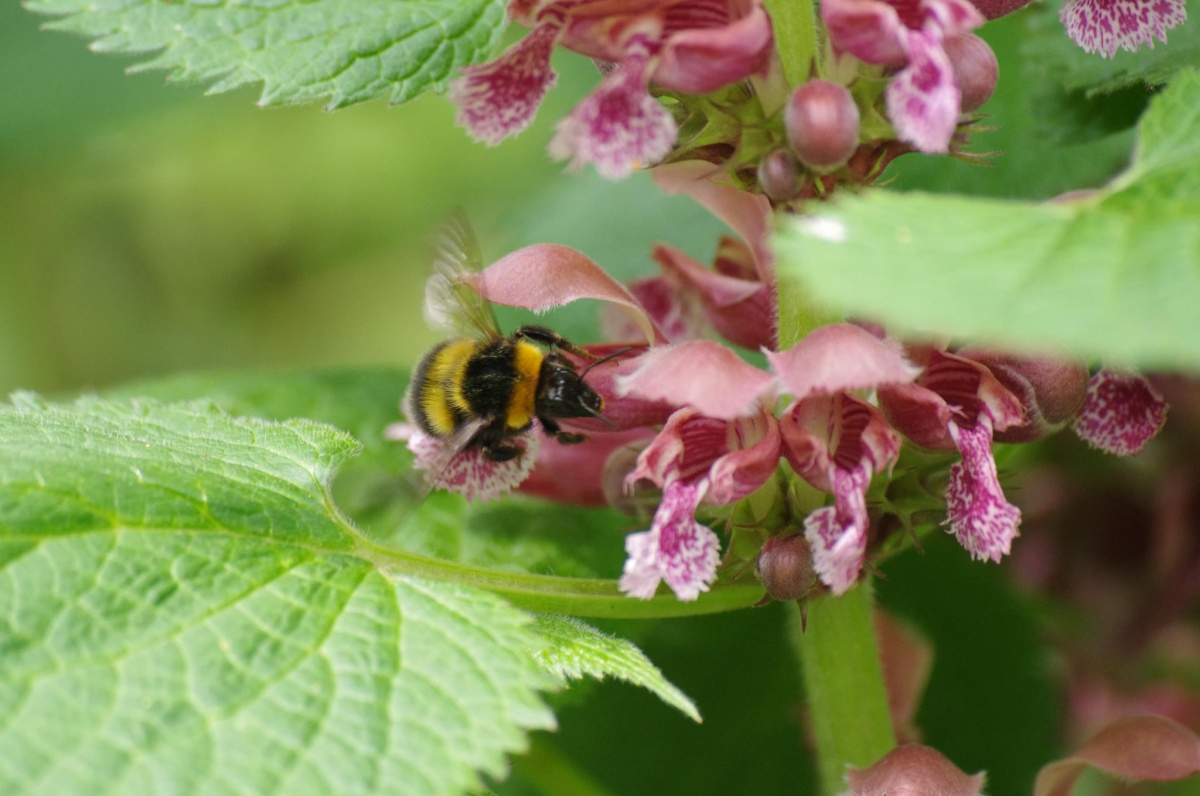 21 oktober Natuurcafé Lelystad