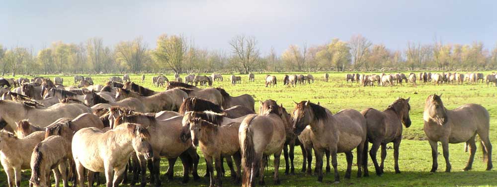 Ontdek de lente tijdens de MooiFlevoland-dagen