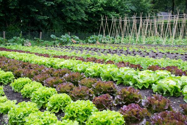Open moestuin route in Lelystad