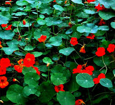 Weekmakers en oranje guerrilla gardening