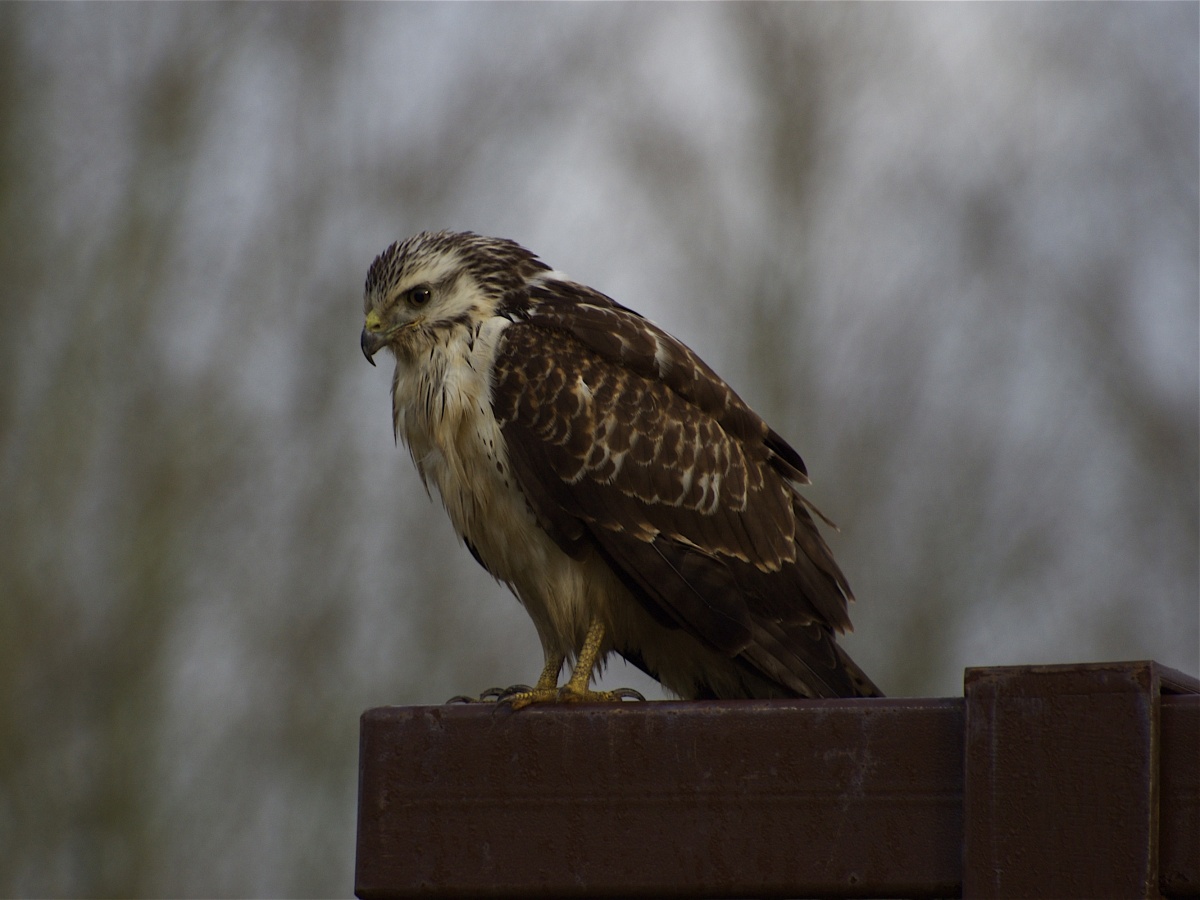 3 oktober Vogels in de Bultpark