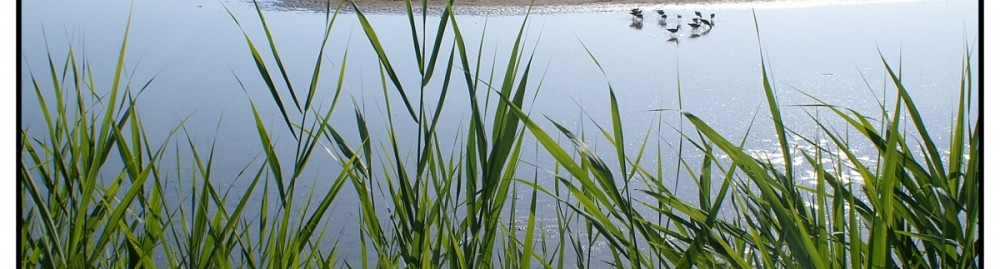 Het begin ecologisch herstel Markermeer is begonnen