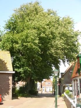 Blog: Ad Strijkers- Monumentale bomen in Flevoland?