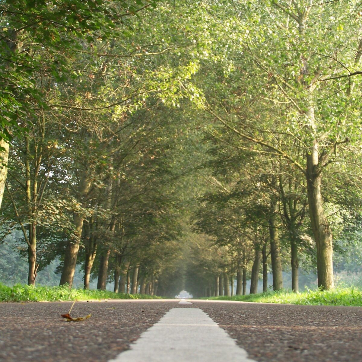 Plan Boom: 4.750 nieuwe boompjes ontwaken in Flevoland