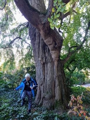 Blog Ad Strijker: Bomen over en om het Zilverpark in Lelystad