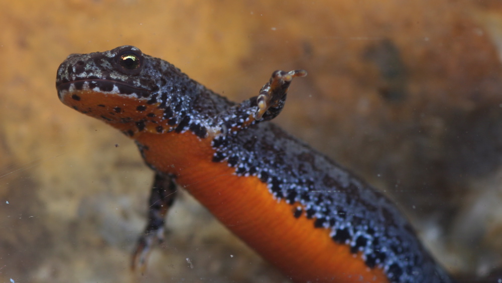 Op zoek naar de Alpenwatersalamander
