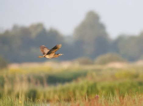 Regeerakkoord: vooruitgang voor natuur, klimaat en milieu blijven achter