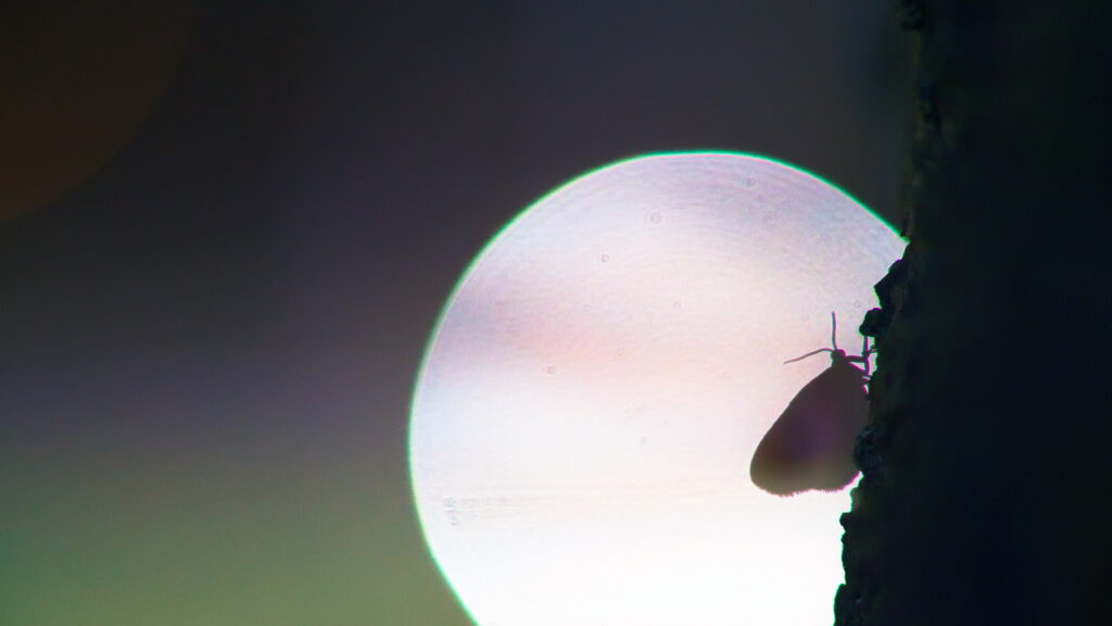 Film: The Dark Side of Bright Nights