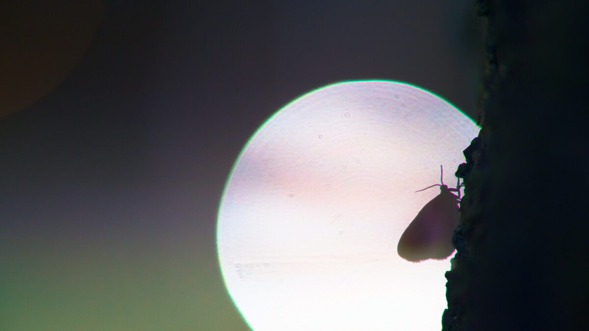 Gevolgen lichthinder voor mens en dier