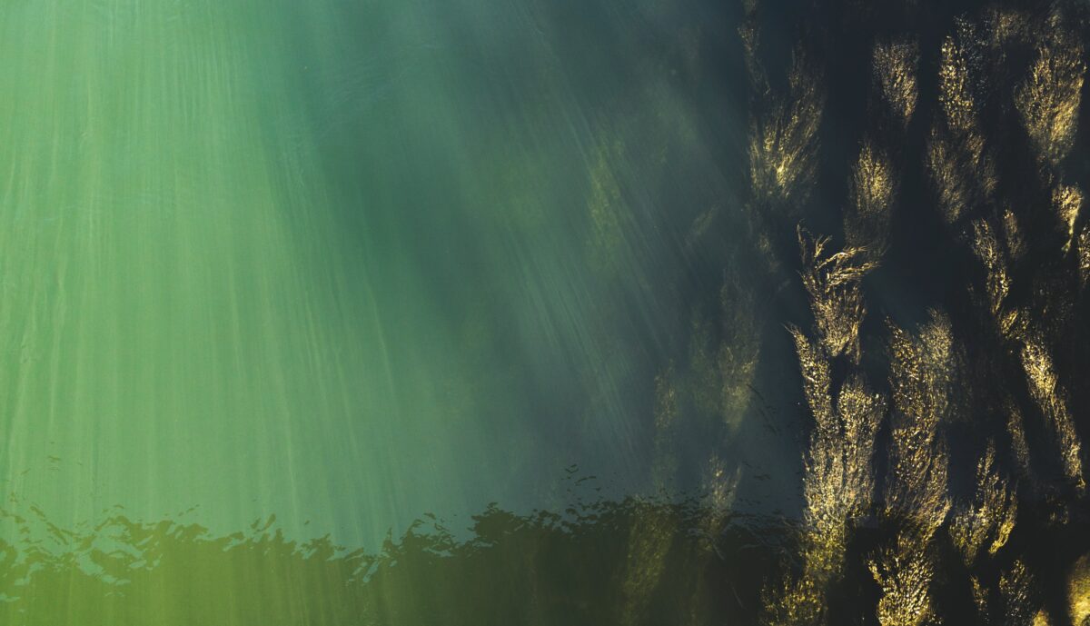 Fotochallenge: natuur onderwater